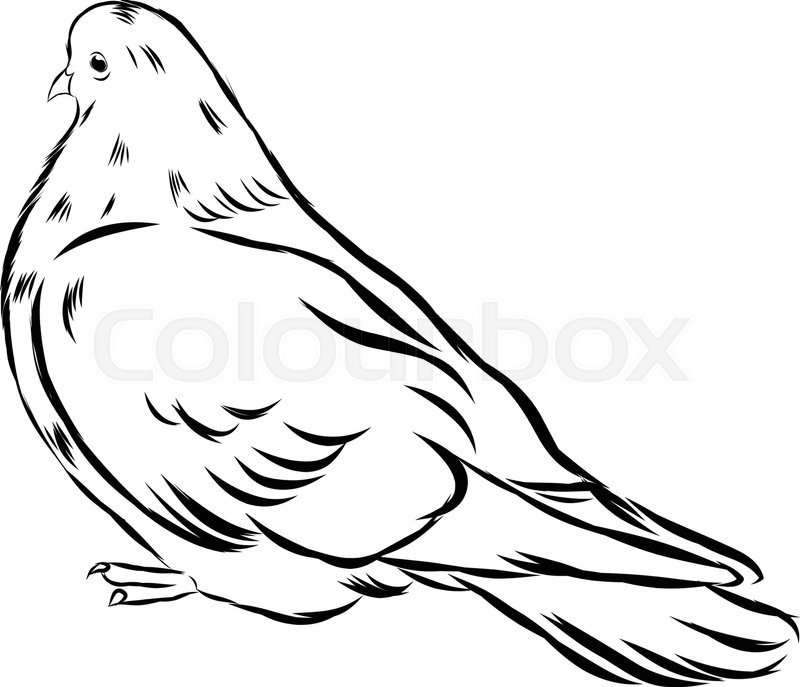 800x687 Romantic Grace White Dove Isolated On Stock Vector Colourbox