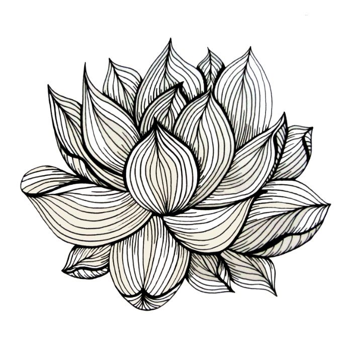 700x699 Lotus Flower, Black And White, Nature, Organic Design, Drawing