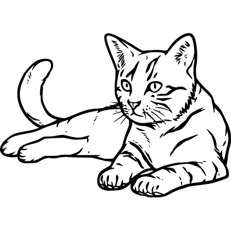 461x461 Cat Line Drawing