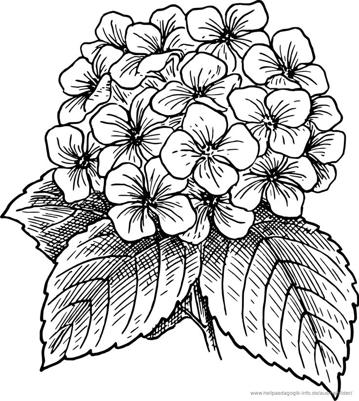 736x822 Drawings Of Flowers In Black And White Free Download Clip Art