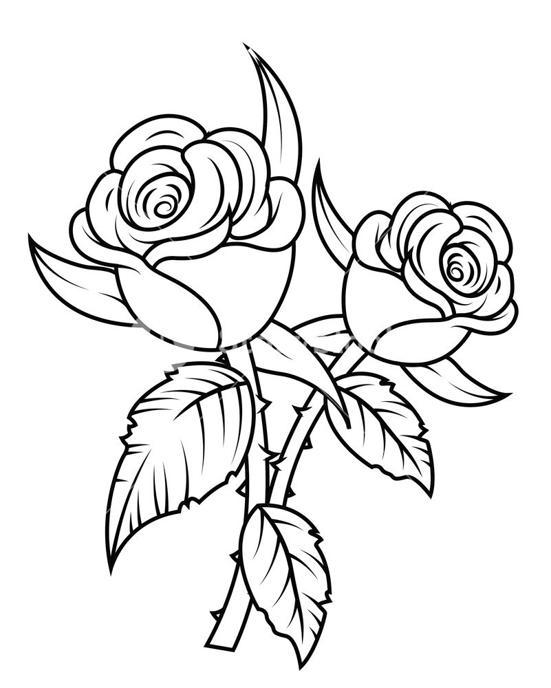 801x1000 Flower Clipart Black And White