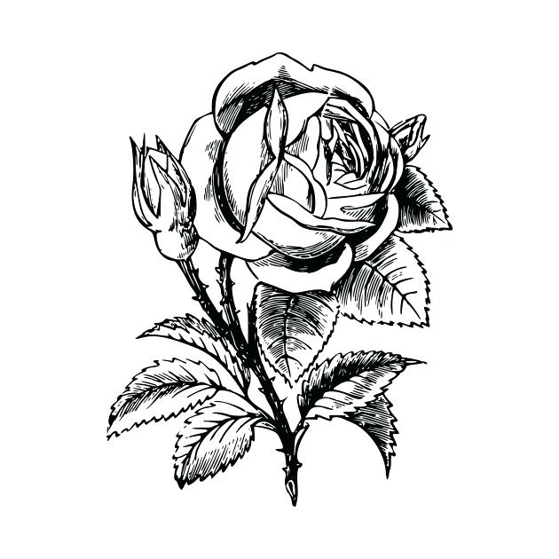 630x630 Drawing Flower Rose
