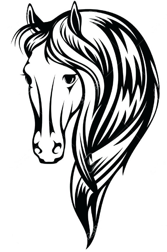 564x853 Black And White Horse Drawings Adania Black And White
