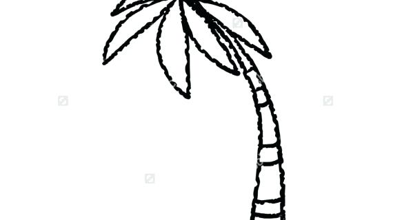 570x320 Palm Tree Line Drawing