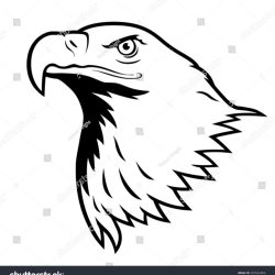 250x250 Bald Eagle Drawing Color Step