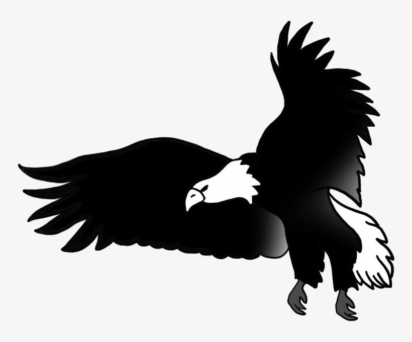 820x680 Black White Drawing Flying Bald Eagle