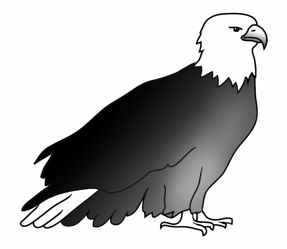 920x799 Resting Bald Eagle Drawing