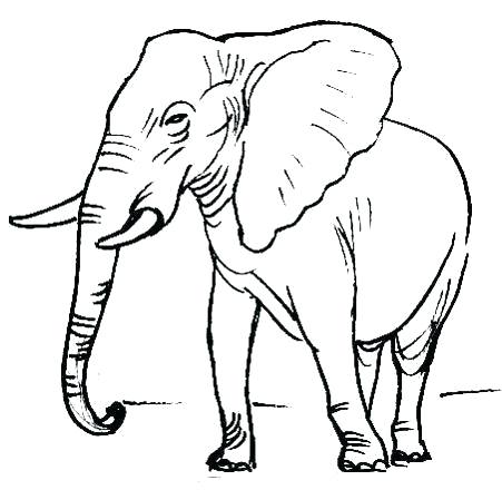 451x440 Elephant Picture Drawing
