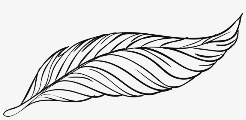 820x399 Feather Line Drawing Transparent Png