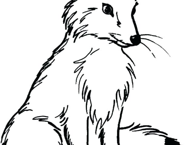 640x480 arctic fox coloring pages arctic fox coloring