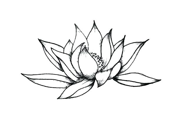 600x404 Lotus Flower Sketch Made Recently Lotus Flower Drawings Easy