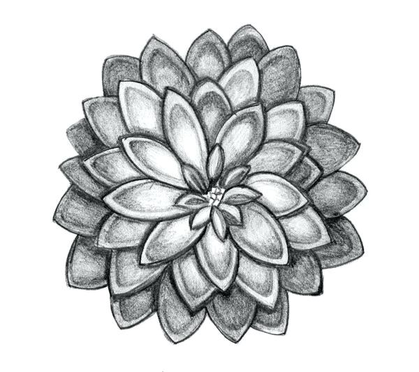 600x533 Pencil Drawings Flowers Nip