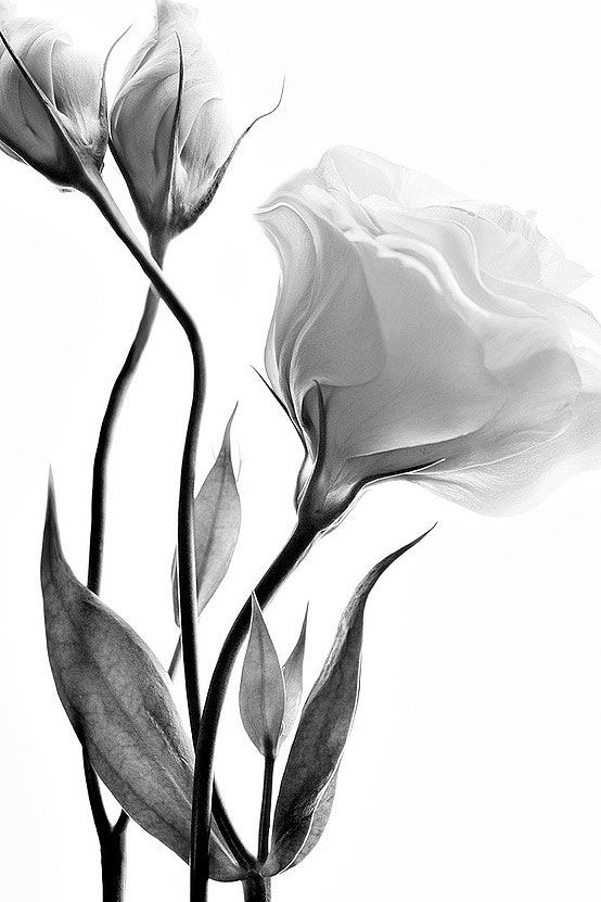 554x831 Black And White Flower Illustrat Flores, Arte