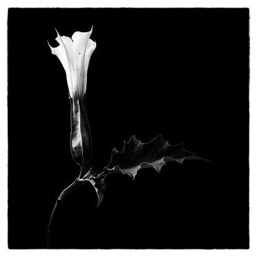 375x375 Flowers Limited Edition Fine Art Florals