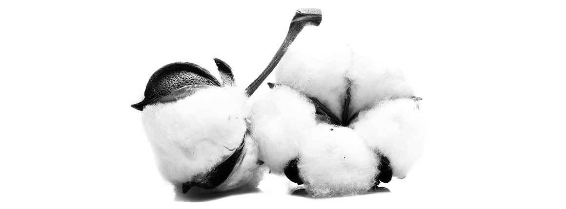 1160x430 Global Focus Cotton