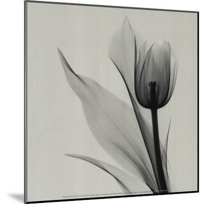 400x399 Tulip Art Print