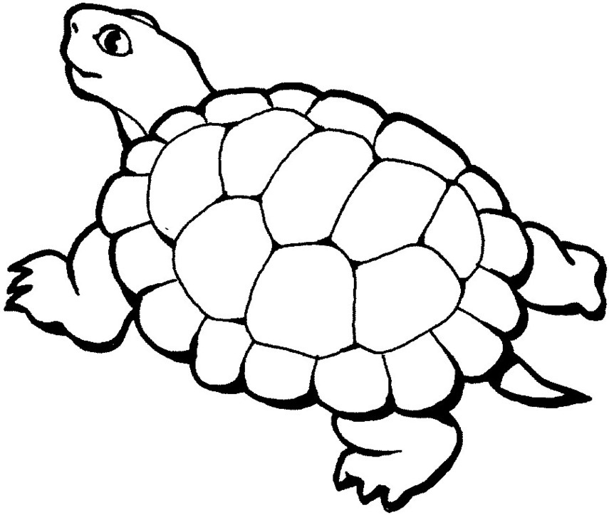 855x724 Impressive Design Turtle Clipart Black And White