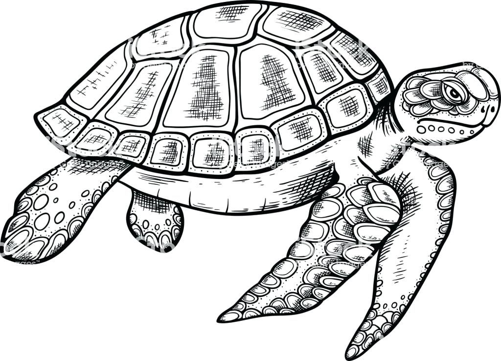 1024x738 Sea Turtles Drawing Sketchy Tribal Drawing Of A Sea Turtle Black