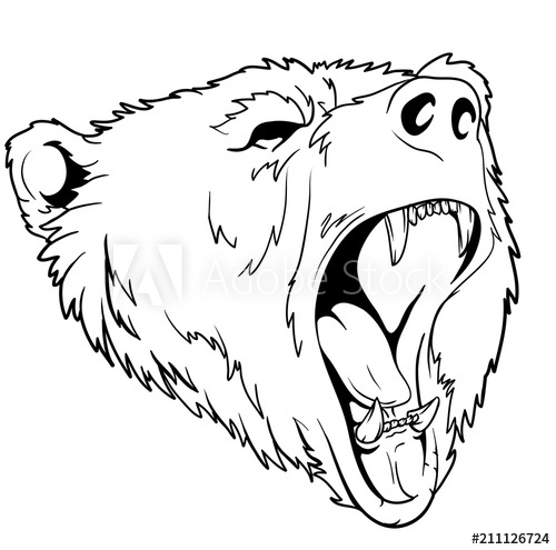 500x495 Head Black Bear Sketch