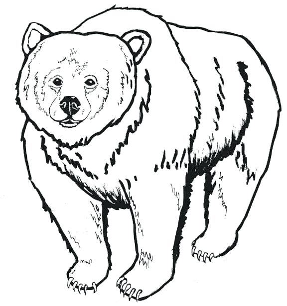 576x615 Black Bear Coloring