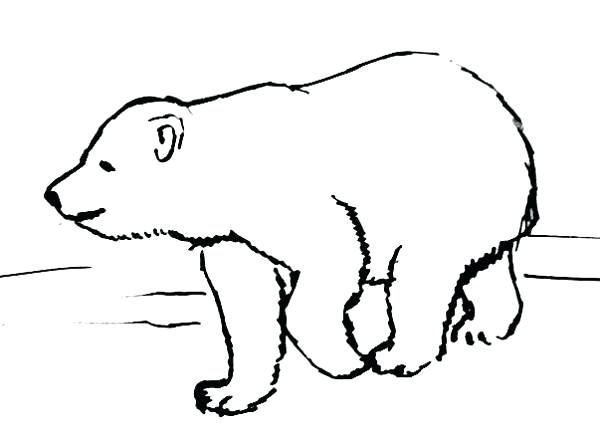 600x445 Collection Of 'polar Bear Line Drawing' Download More Than