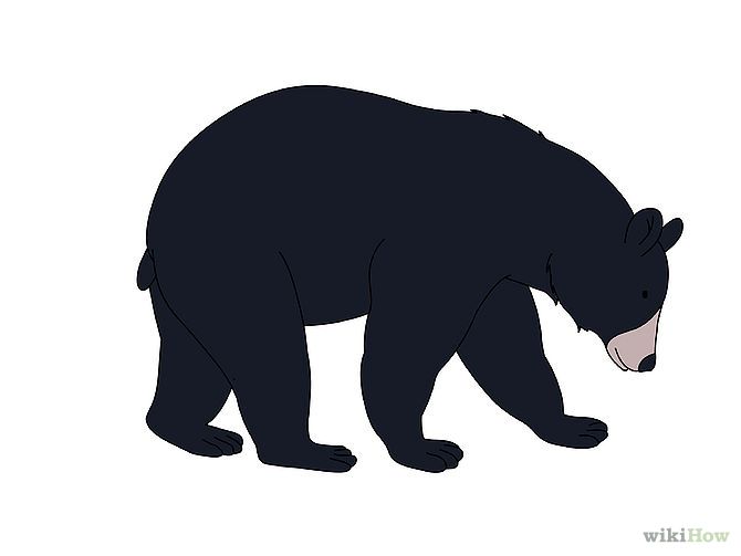 670x503 How To Draw A Black Bear Steps
