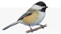 240x135 Black Capped Chickadee Life History, All About Birds, Cornell Lab