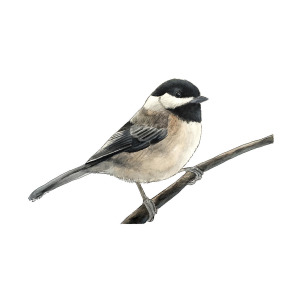 300x300 Black Capped Chickadee Painting