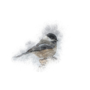300x300 Black Capped Chickadee Perch Photograph