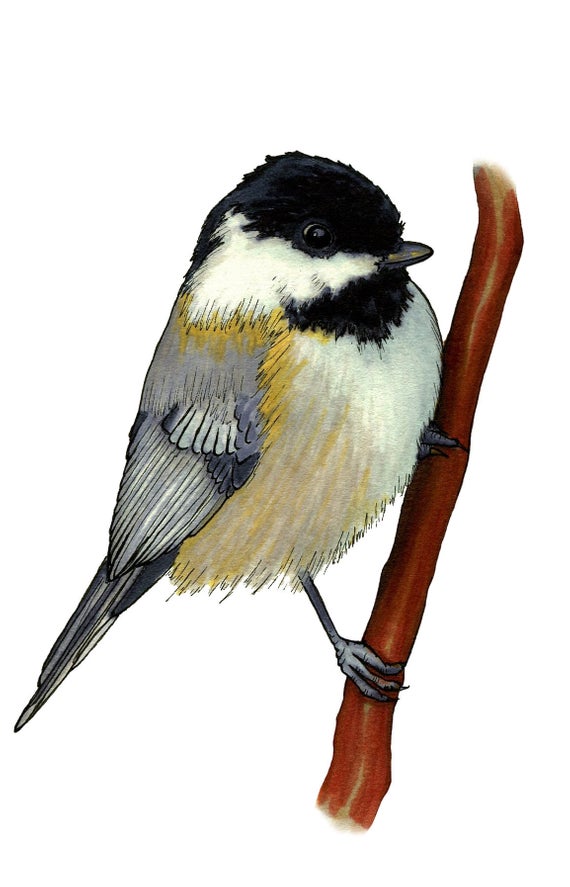 570x887 Chickadee Alcohol Marker Print Wall Art Black Capped Etsy
