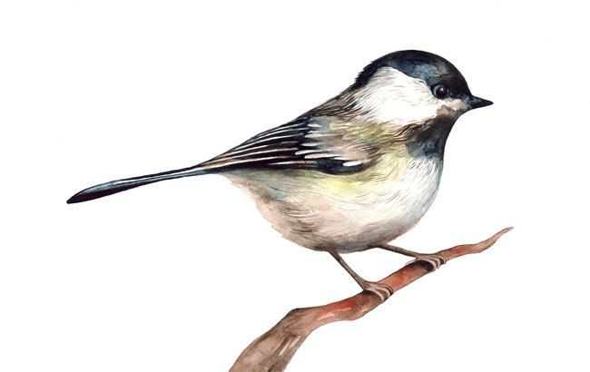 650x410 Chickadee Bird Watercolor Illustration Print Woodland Black Capped