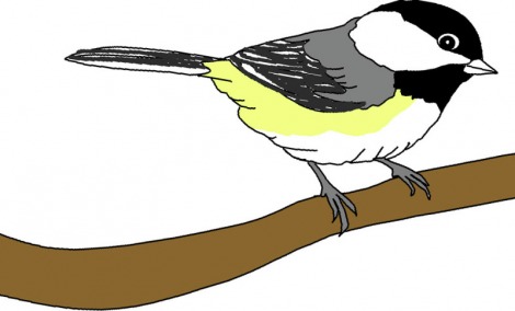470x284 Chickadee Clipart Gallery Images