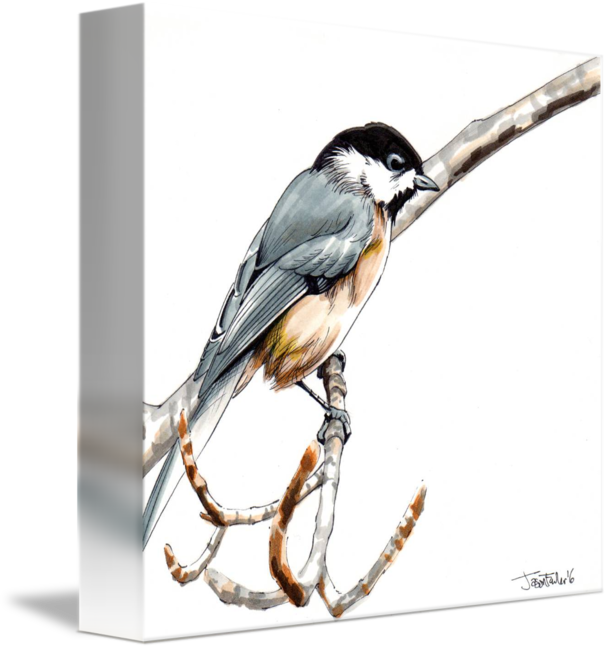 609x650 Collection Of Free Chickadee Drawing Ink Download On Ui Ex