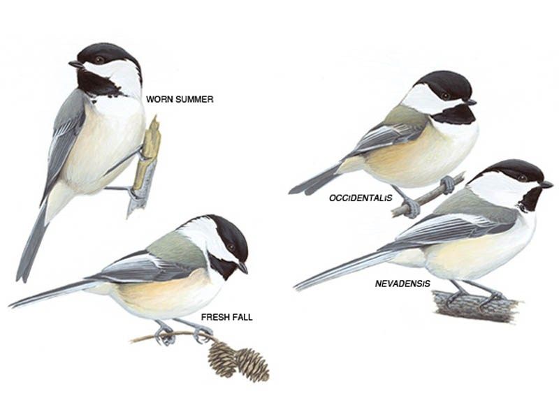 800x600 Drawings Of Black Capped Chickadees With Different Plumage