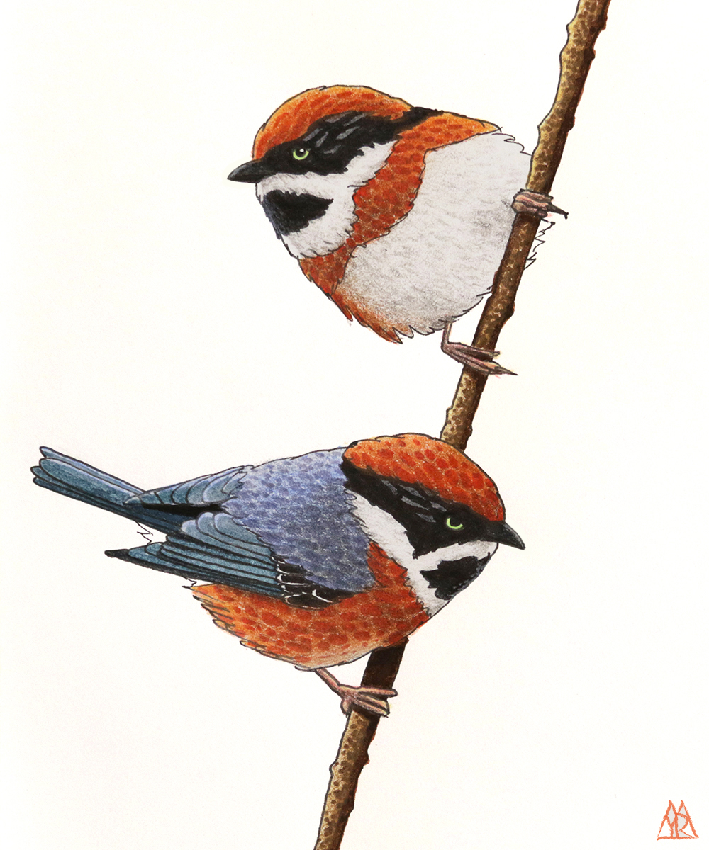 1000x1200 Draw A Bird Day Myr's Bytes