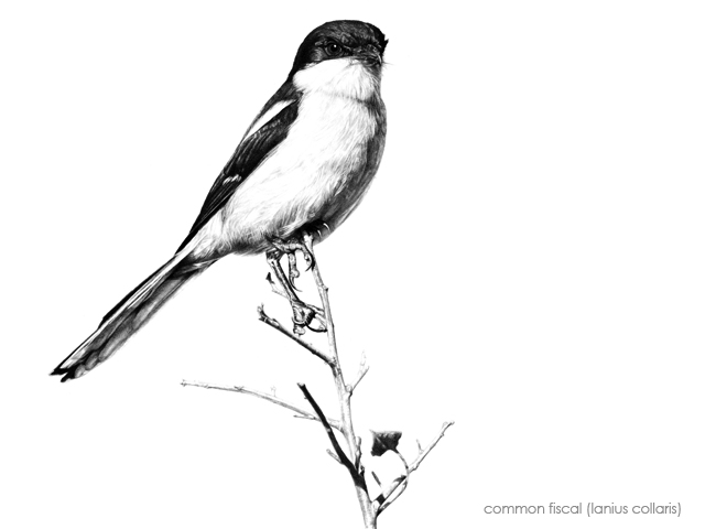 640x480 Malcolmbowling