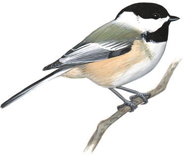 386x322 Black Capped Chickadee Bird Id Birds, Black Capped Chickadee