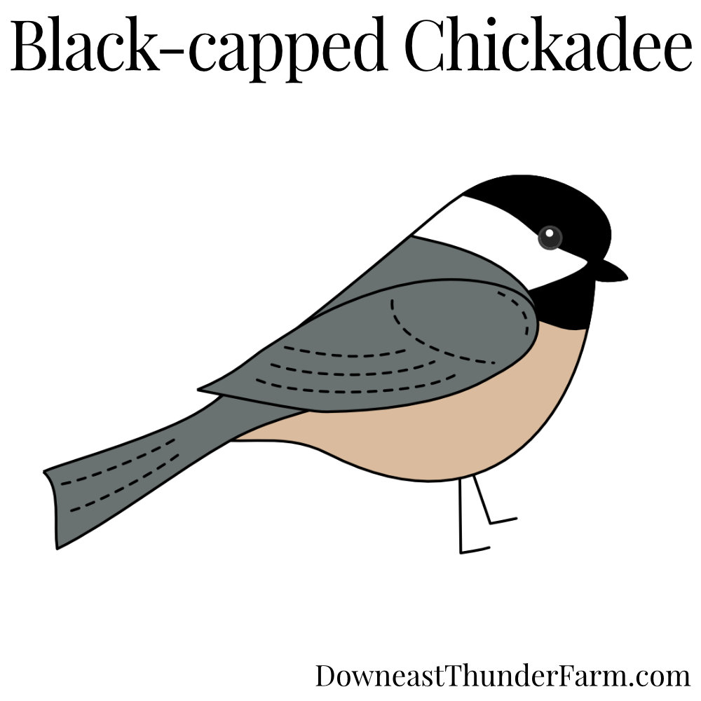 1000x1000 Black Capped Chickadee Kit Downeast Thunder Farm