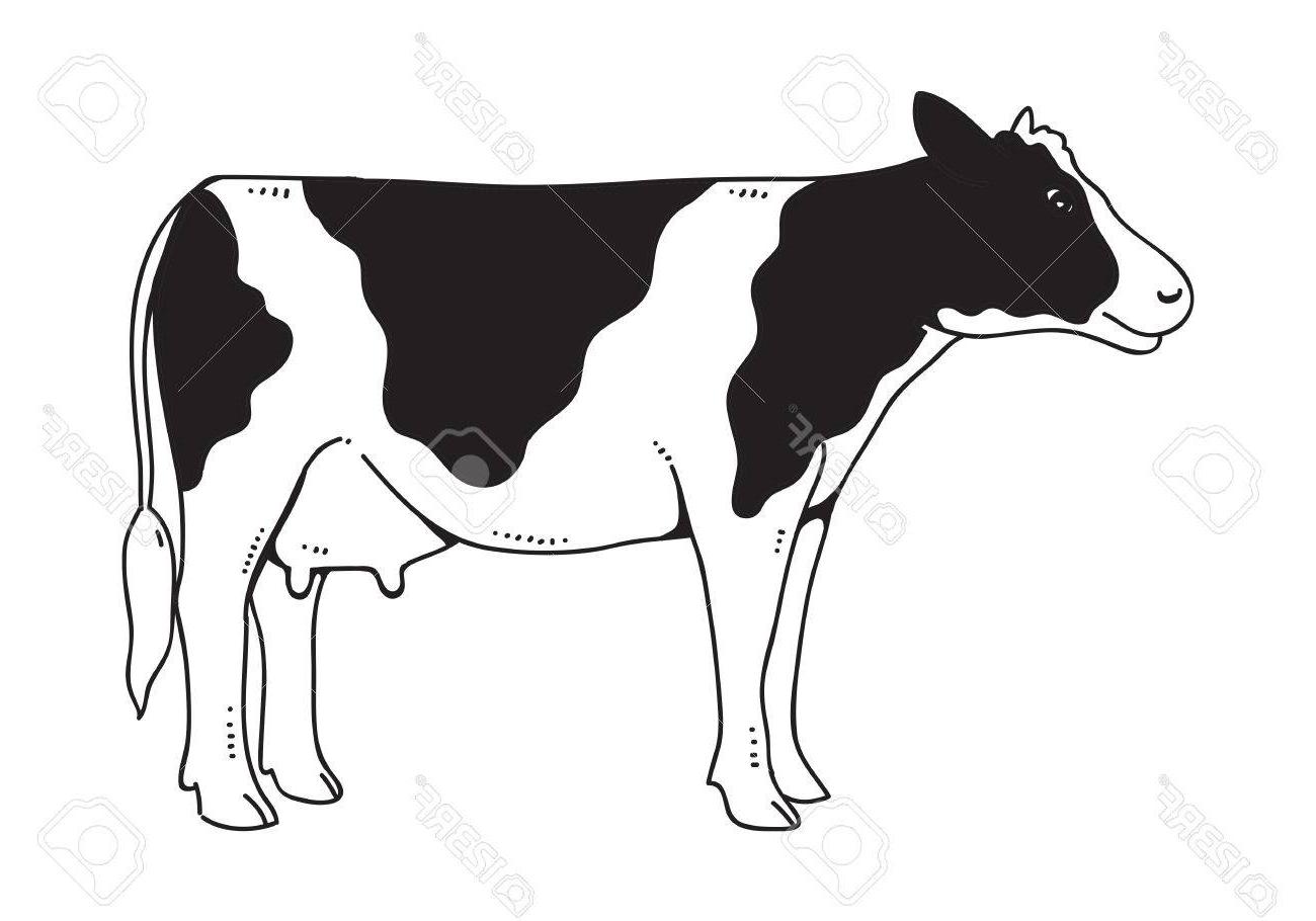 1300x910 Hd Cow Drawings In Black And White Vector Drawing Free Vector
