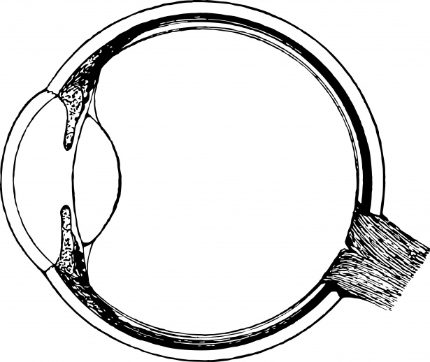 615x518 Medical Eye Free Stock Photo