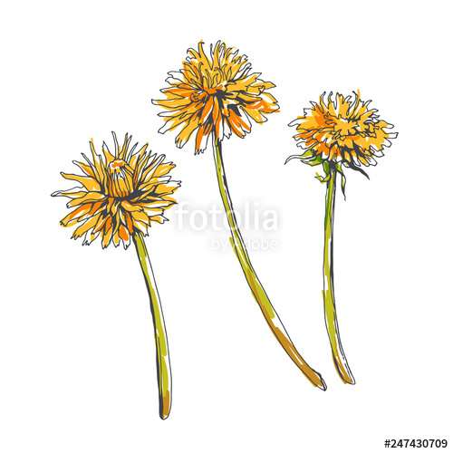 500x500 Vector Seamless Pattern With Peas In Sketch Style Hand Drawn