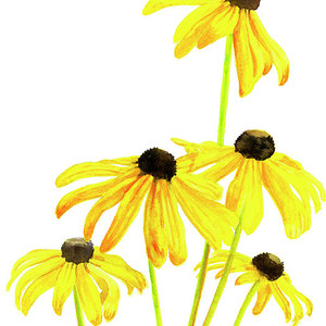 300x300 Black Eyed Susans Dark Background Painting