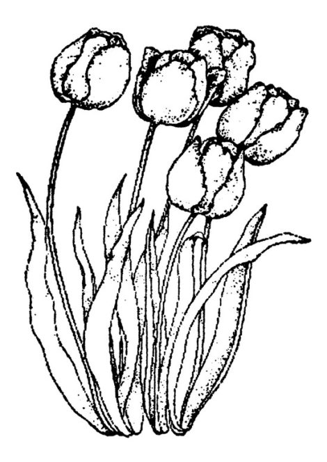 470x664 Black Eyed Susan