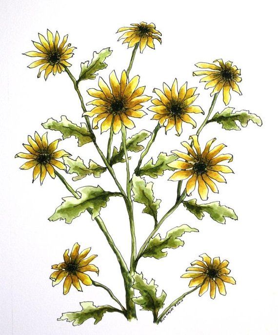 570x687 Black Eyed Susan Watercolor, Original Flower Still Life X