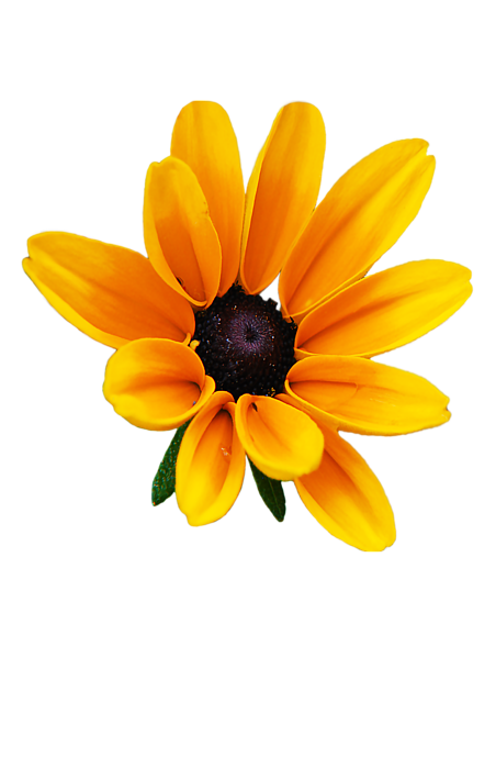 452x700 Collection Of Free Botanical Drawing Black Eyed Susan Download