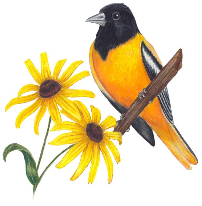 650x665 maryland state bird maryland state bird and flower blackeyed