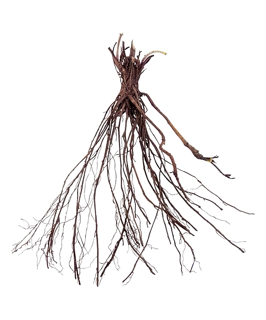 548x658 new holland plants black eyed susan bare root