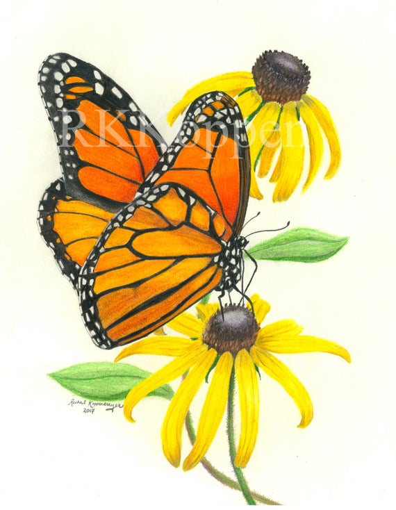 570x734 Art Card Monarch Butterfly On Black Eyed Susans Etsy
