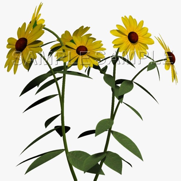 600x600 Texture Other Black Eyed Susan