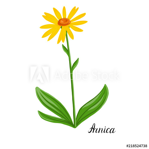 500x500 Vector Drawing Plant Of Arnica